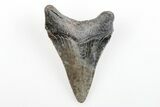 Serrated, Juvenile Megalodon Tooth - North Carolina #196031-1